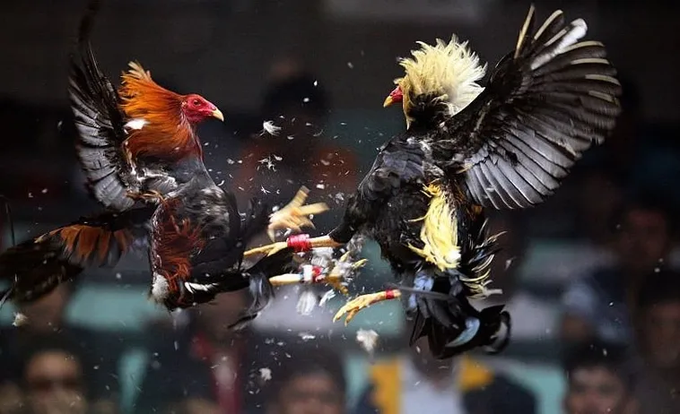 Khám Phá Cách Chơi Đá Gà Sabong Tại 789P Siêu Hấp Dẫn Và Thú Vị 1 Khám Phá Cách Chơi Đá Gà Sabong Tại 789P Siêu Hấp Dẫn Và Thú Vị