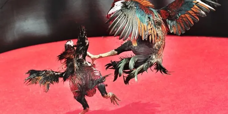 Khám Phá Cách Chơi Đá Gà Sabong Tại 789P Siêu Hấp Dẫn Và Thú Vị 2 Khám Phá Cách Chơi Đá Gà Sabong Tại 789P Siêu Hấp Dẫn Và Thú Vị