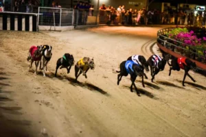 Hướng Dẫn Cách Chơi Game Nhanh Đua Chó Tại 789P Siêu Vui Nhộn 1 Hướng Dẫn Cách Chơi Game Nhanh Đua Chó Tại 789P Siêu Vui Nhộn