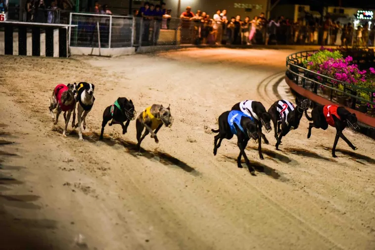 Hướng Dẫn Cách Chơi Game Nhanh Đua Chó Tại 789P Siêu Vui Nhộn 1 Hướng Dẫn Cách Chơi Game Nhanh Đua Chó Tại 789P Siêu Vui Nhộn